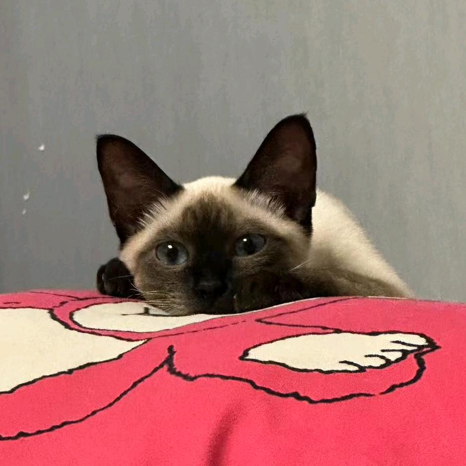 青朔