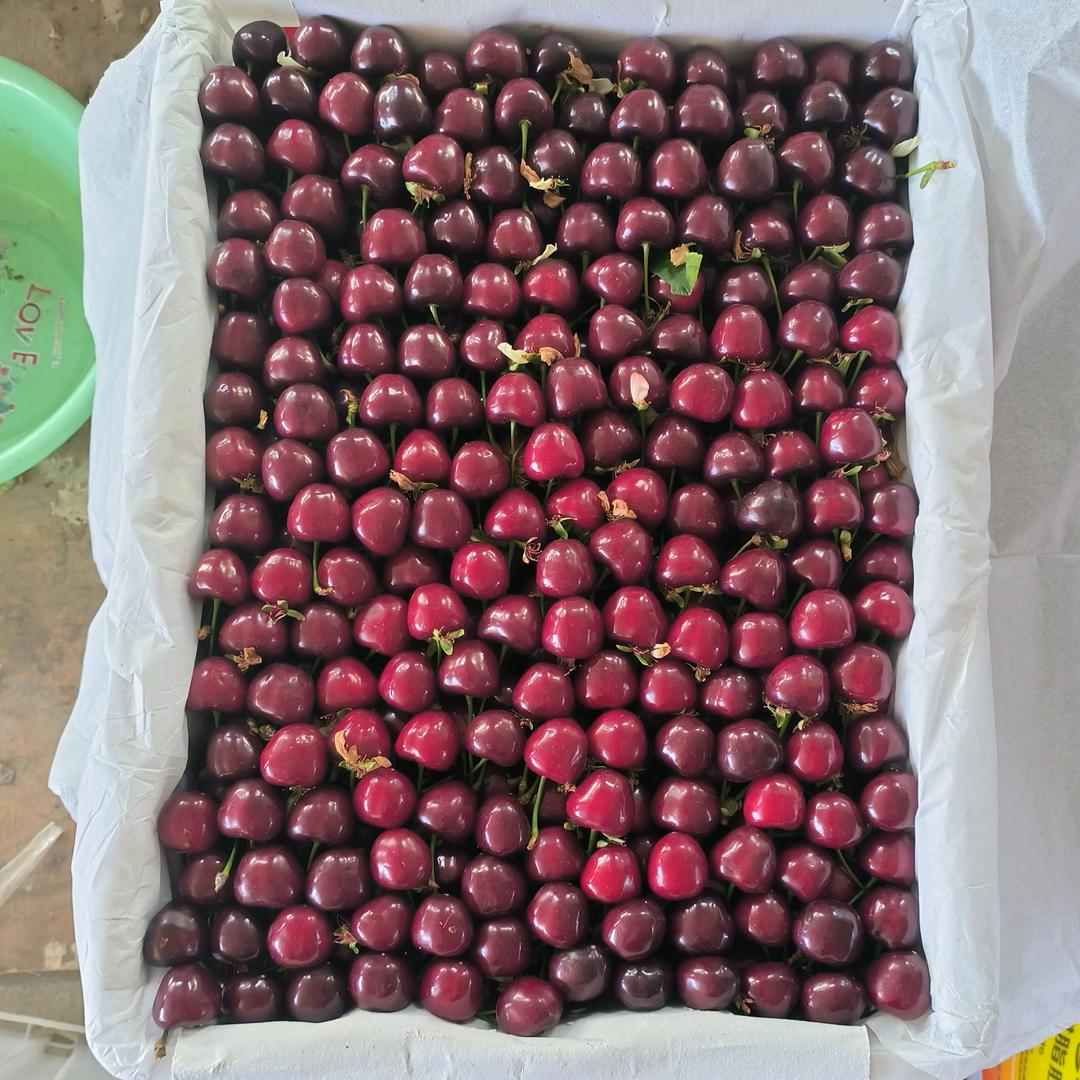 自家🍒新鲜采摘