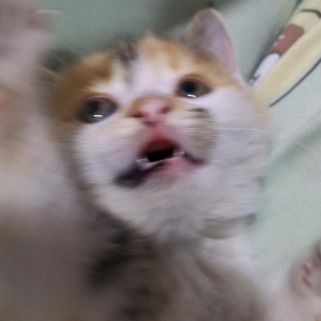 梦兮舟