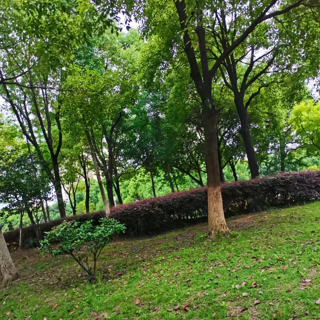 AAA