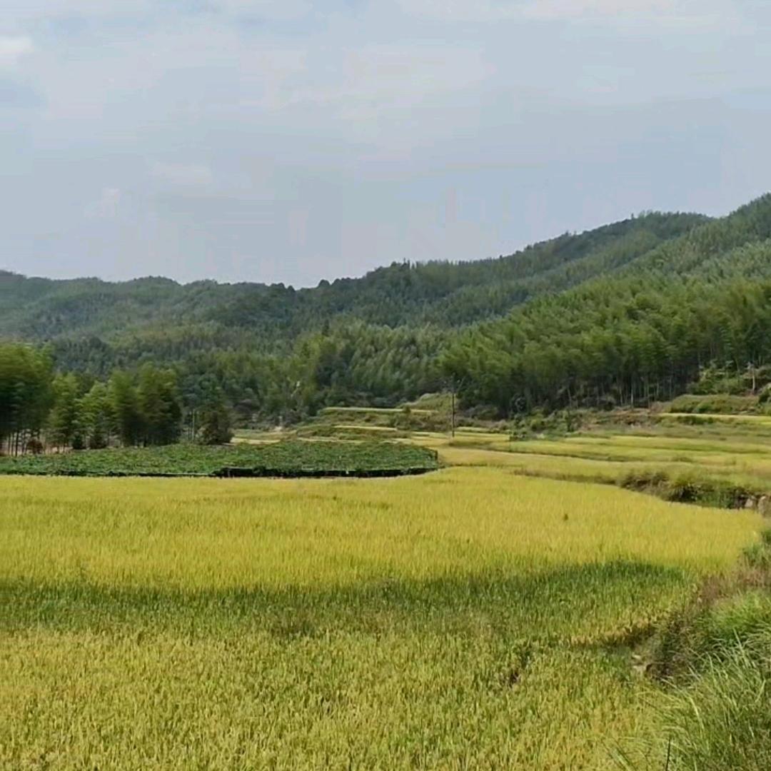 农村胡聊创业歌