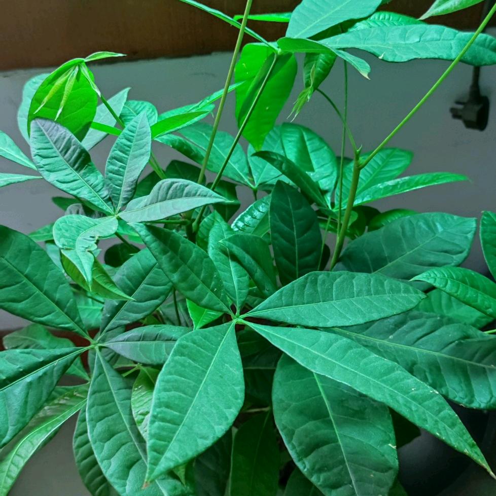 凤鸣朝阳