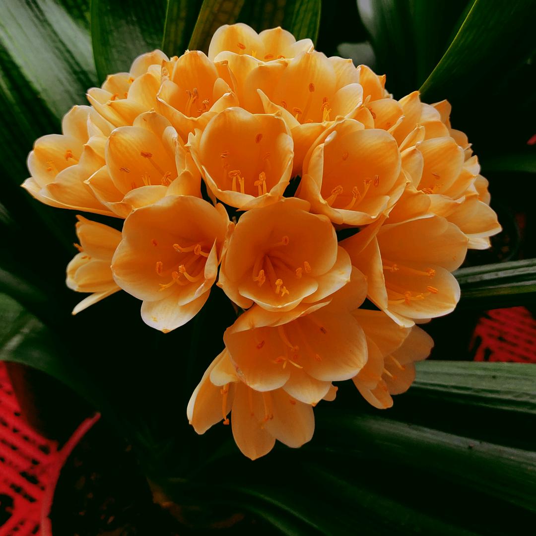 长春胜龙君子兰花卉绿植直播