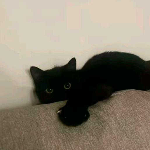 也不过是个臭卖手机的