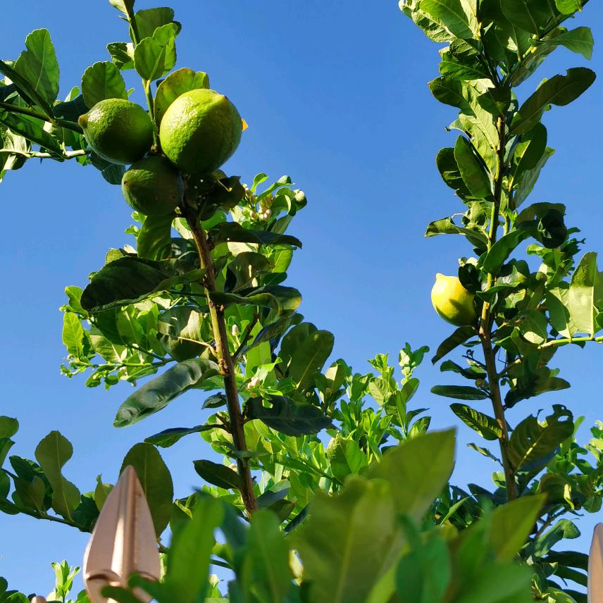 福鼎肉片肉燕（阳东分店）