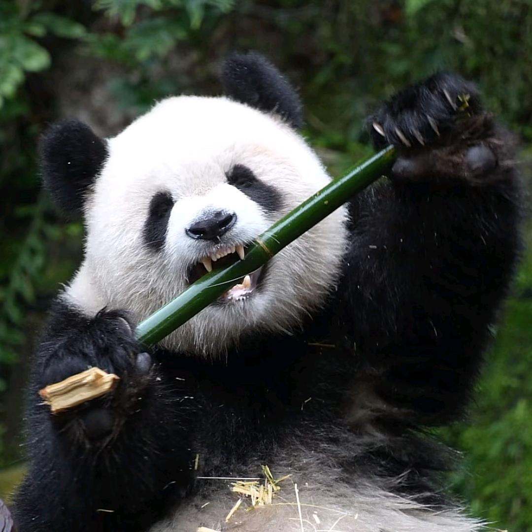 小柚子爱熊猫🐼