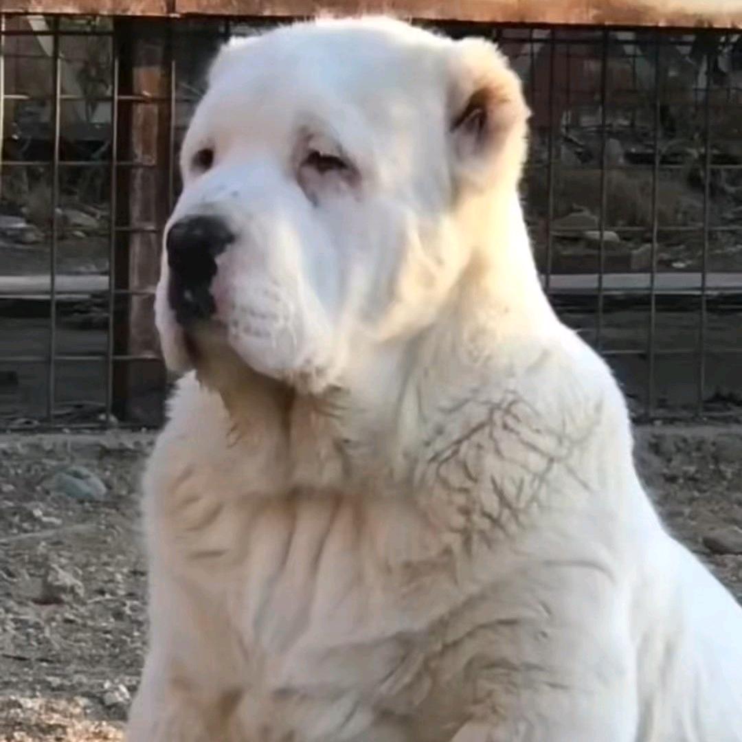 苏c中亚猛犬