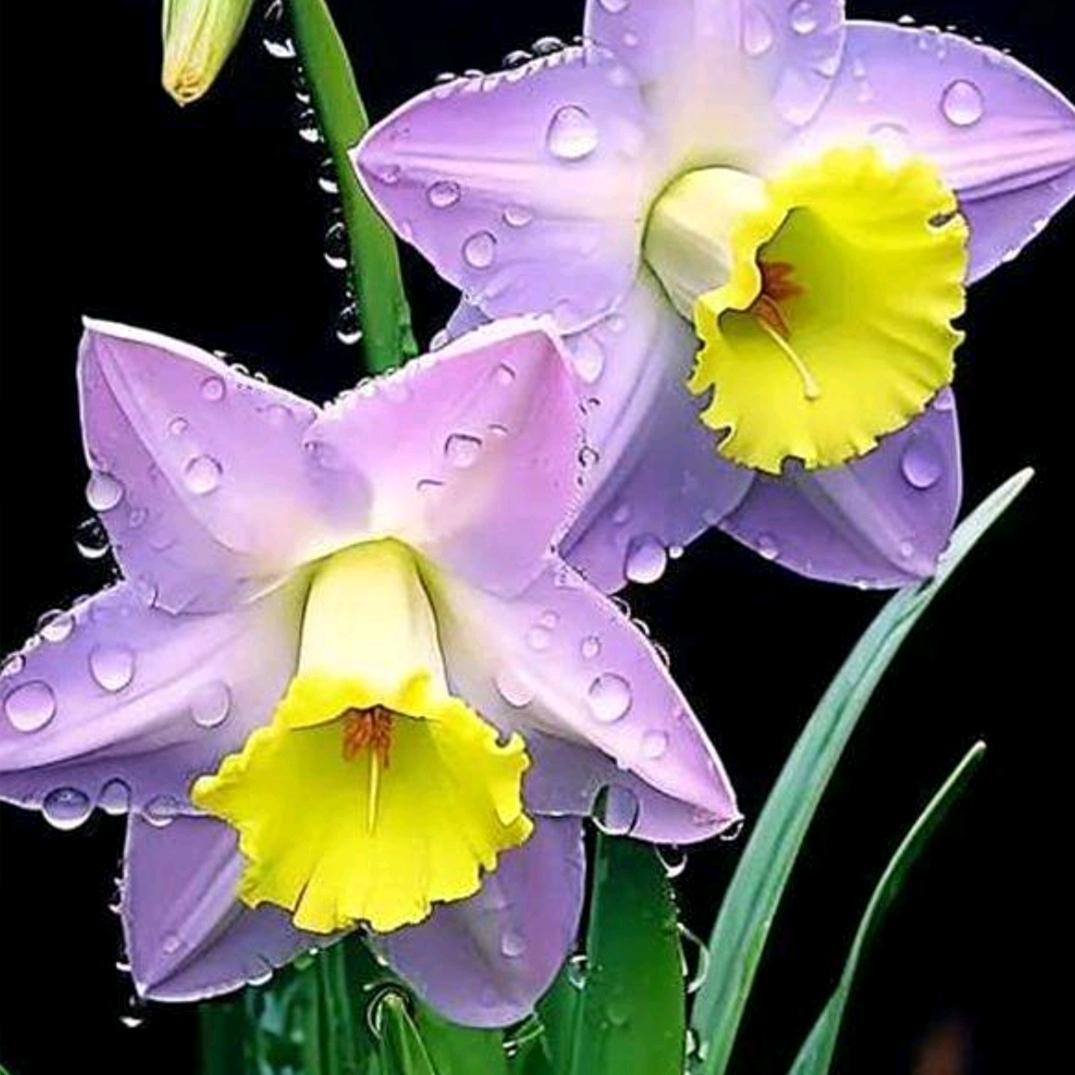水仙花