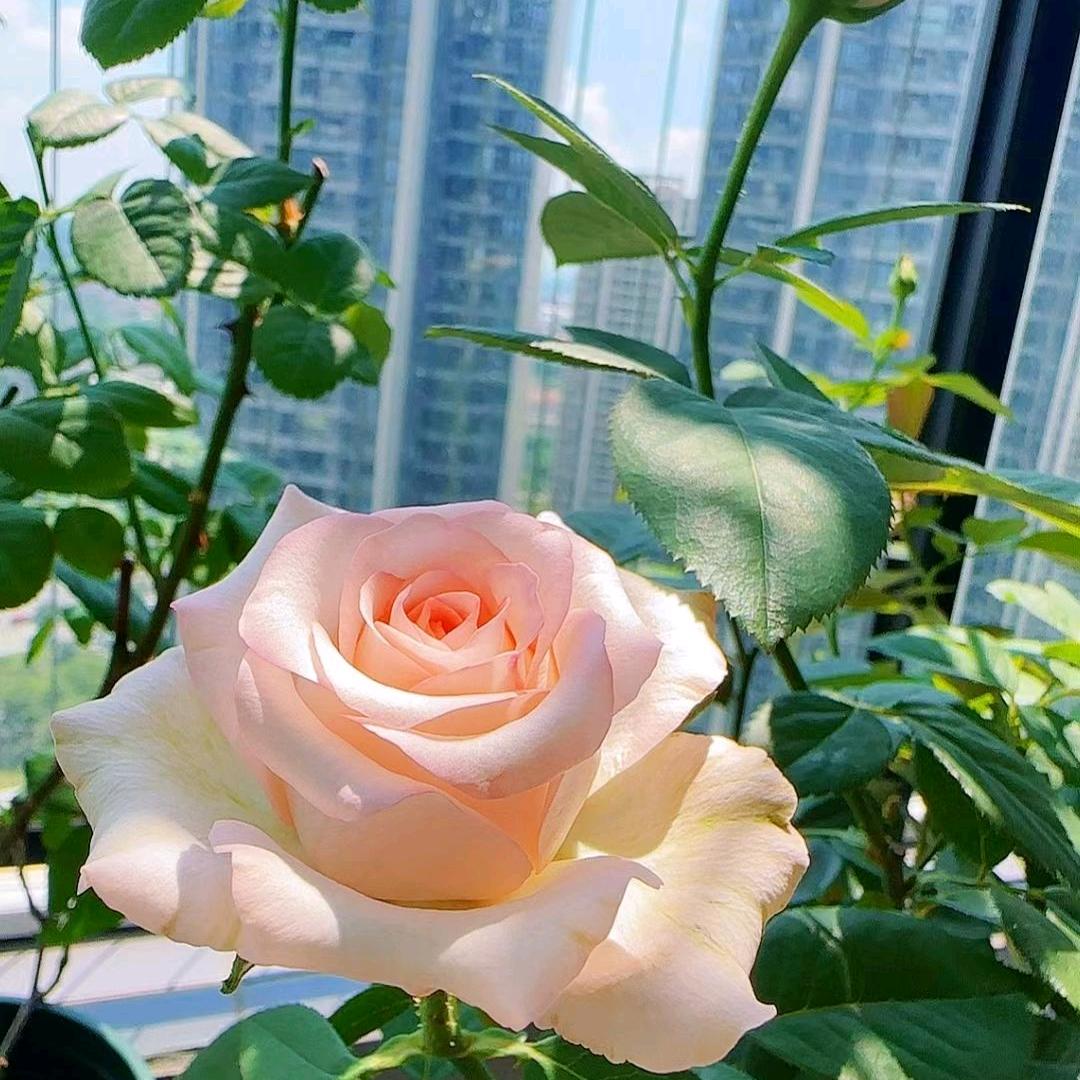 幸福美丽
