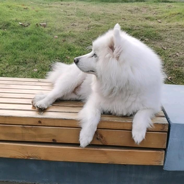 银狐