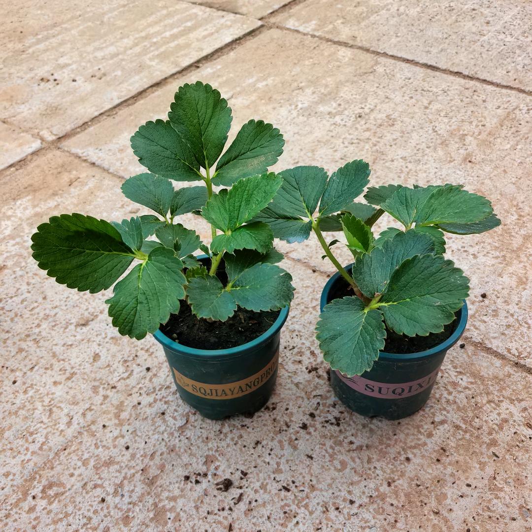 浩闵果树苗木专营店