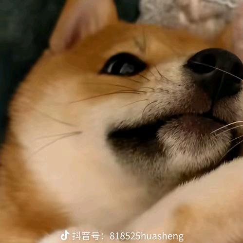 如果我吃鸡腿你会爱我吗