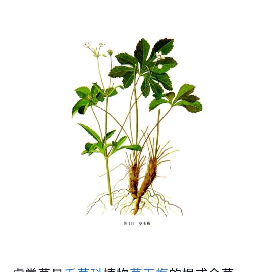 永不忘记（任姐）