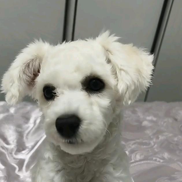 元宝是比熊吖