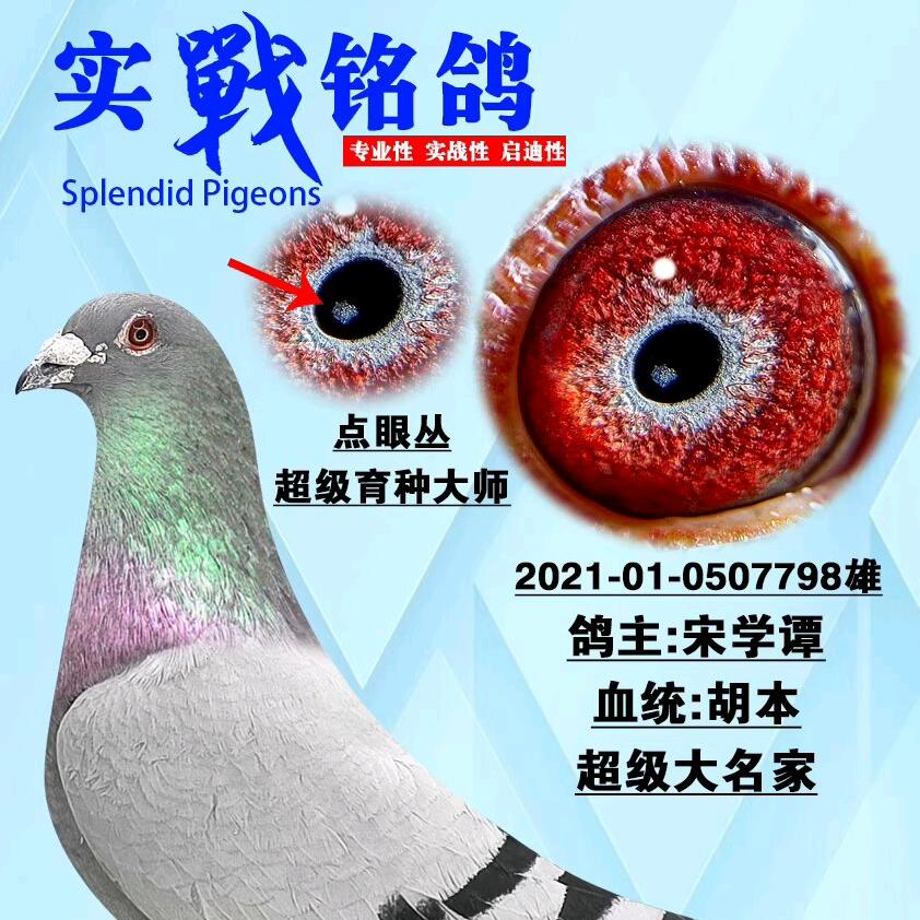 中欧信鸽联盟