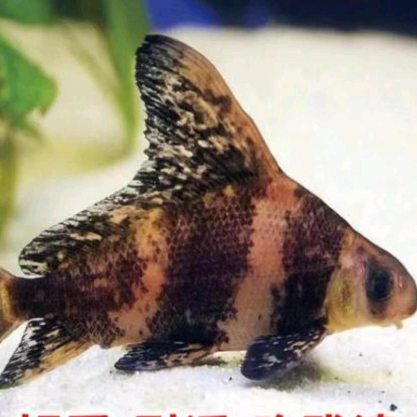 渔小妹鱼苗批发