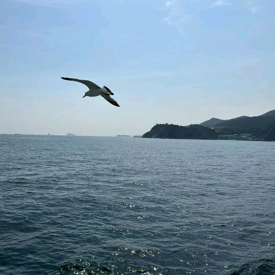自由翱翔