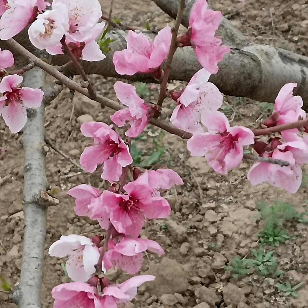 四里桃花源