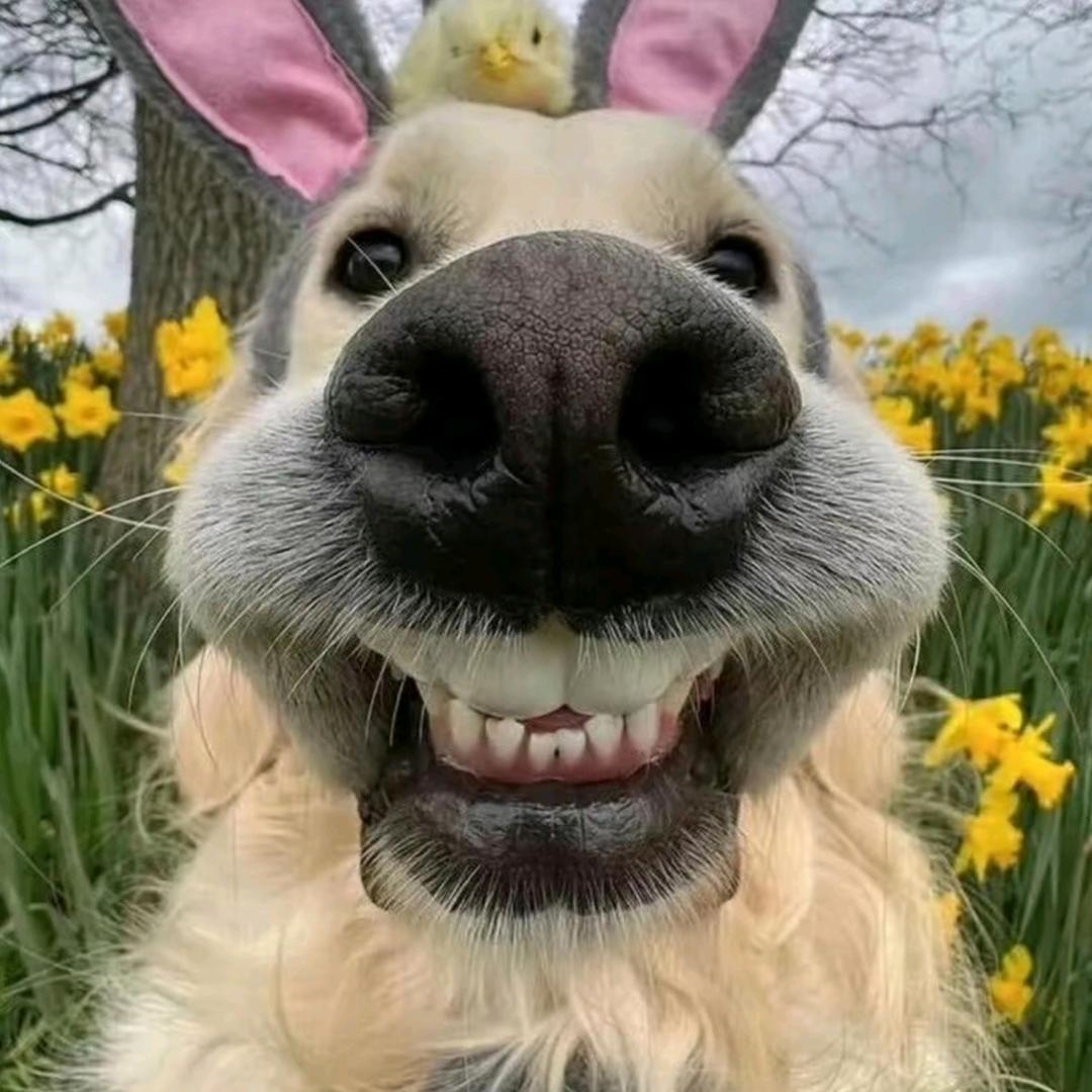 阿里嘎多美羊羊