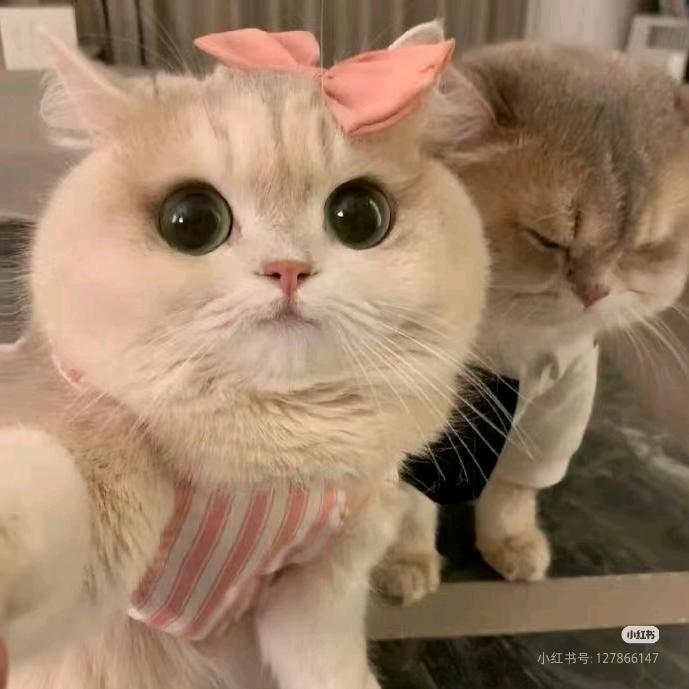 蔻暑