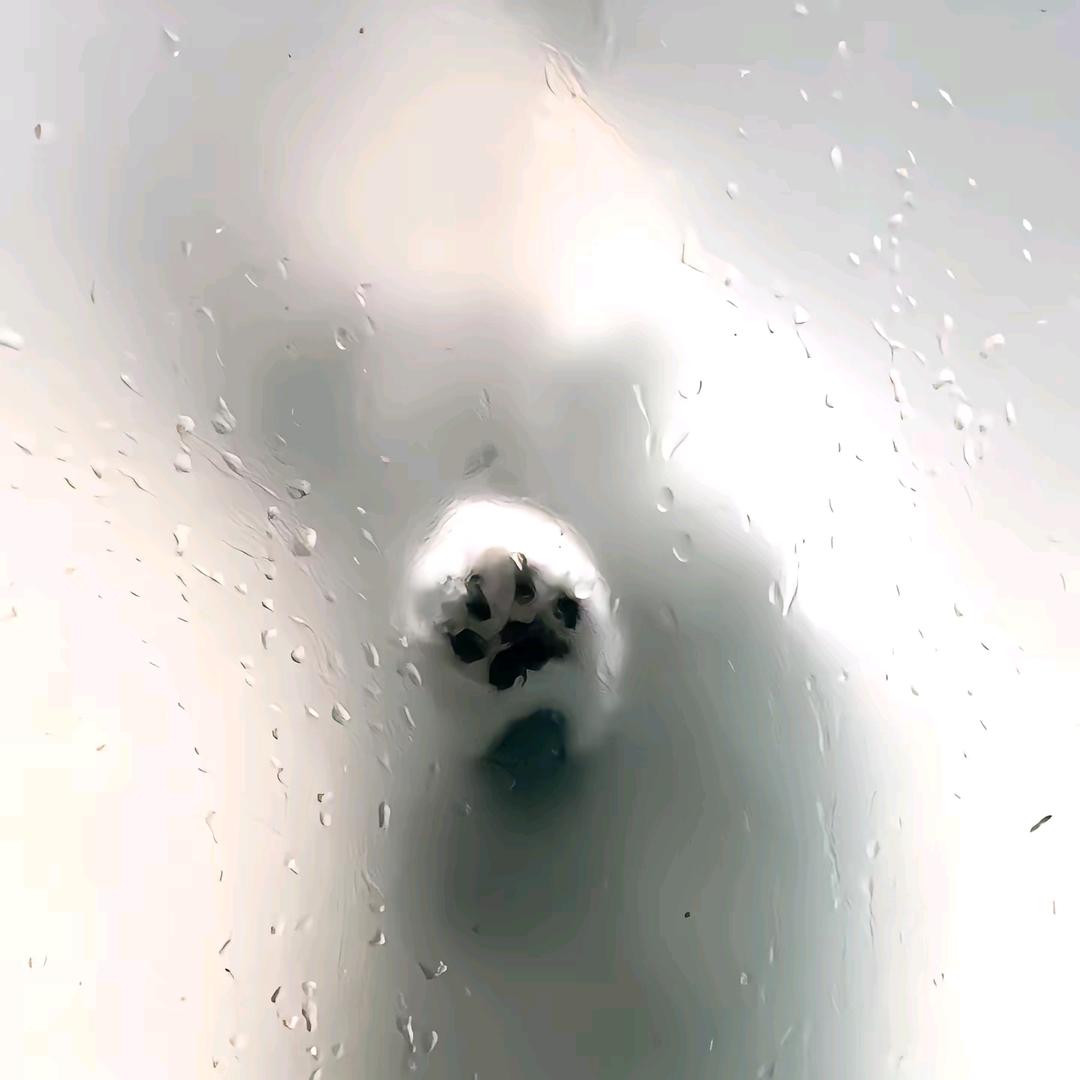小白-