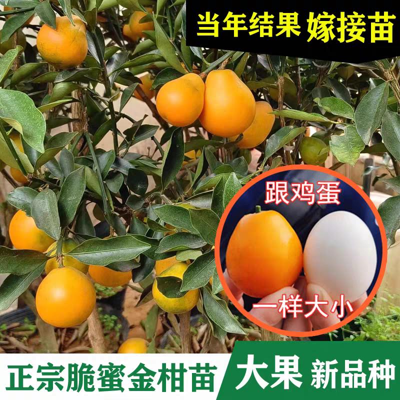 脆密金桔苗果销售