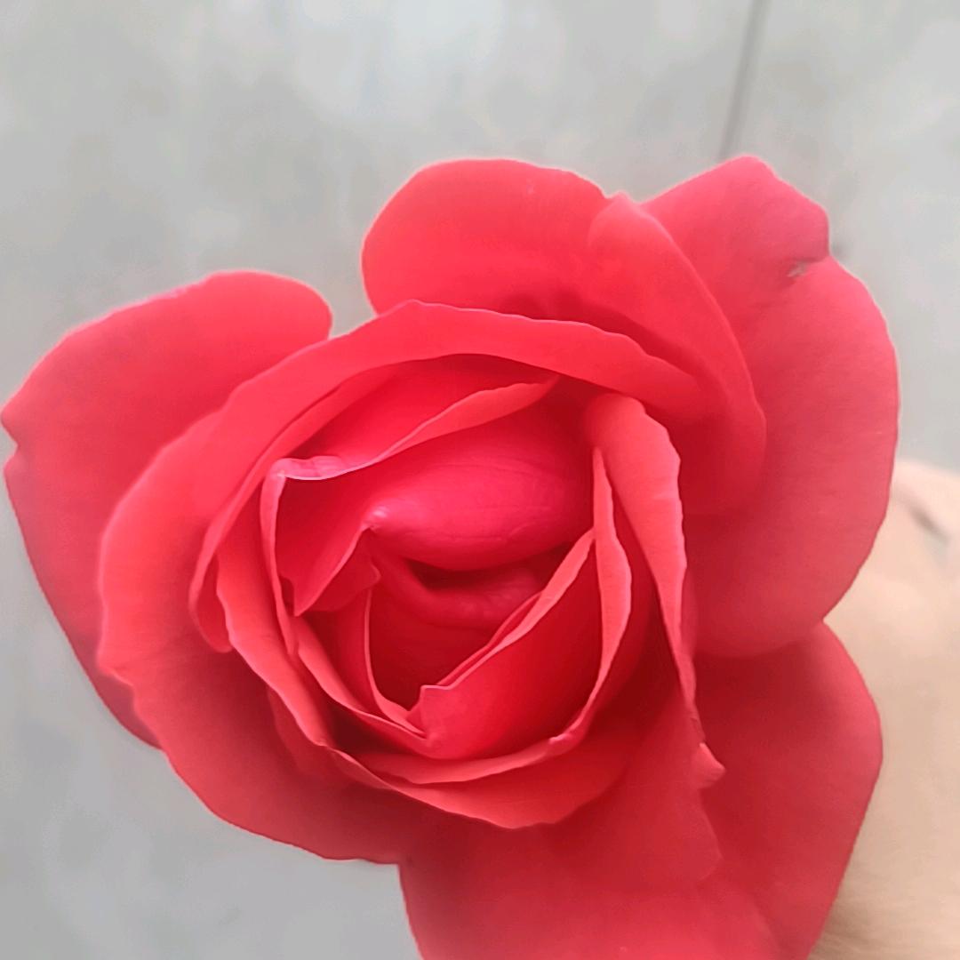 陈知芵。
