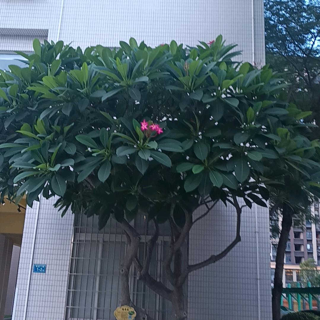 霞蔡先生