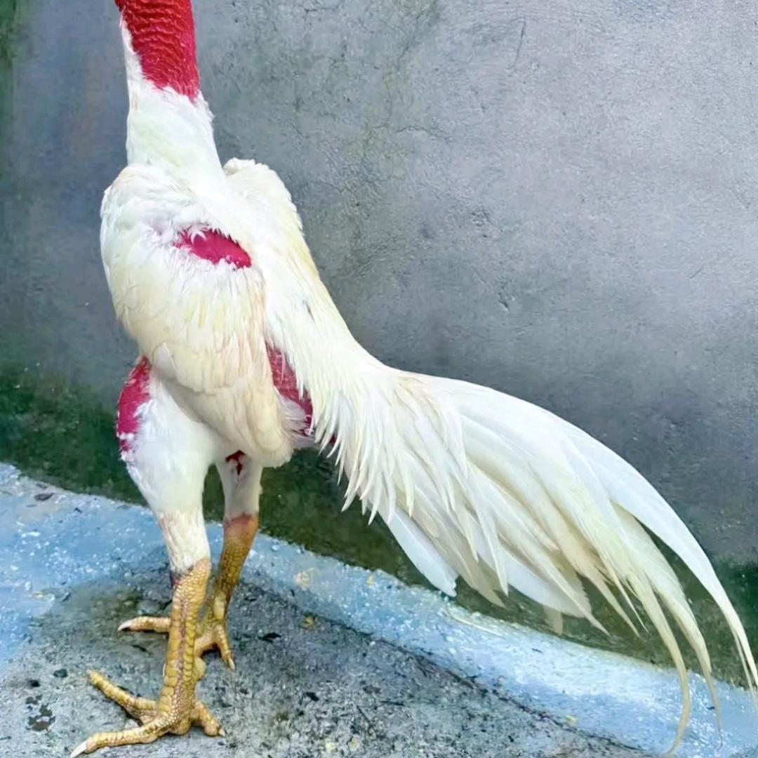 🌺钱在银行🌺