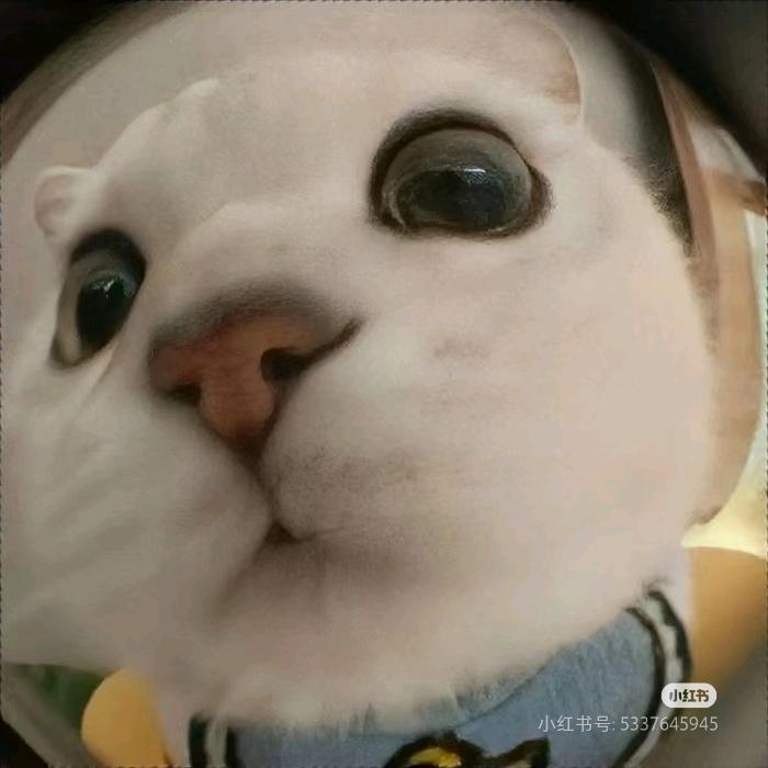 爱晒太阳的小咪