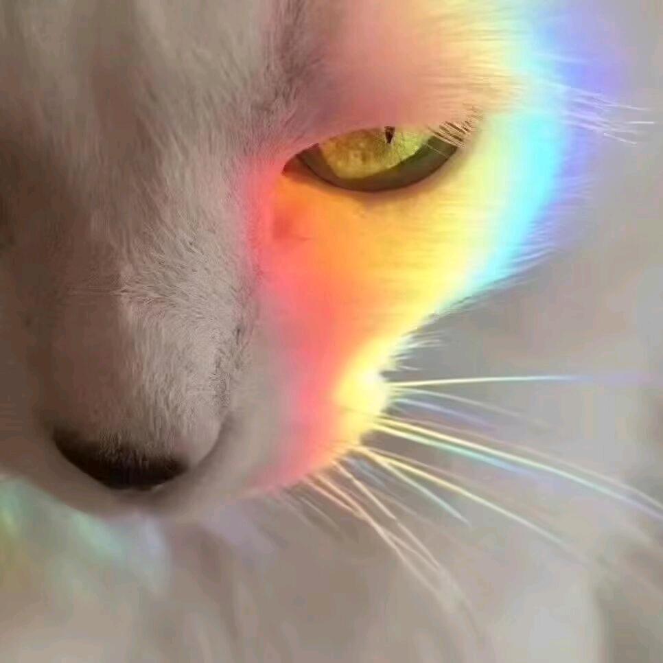 橘生淮北则为喵