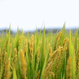 🌾农村🌽~雲烟