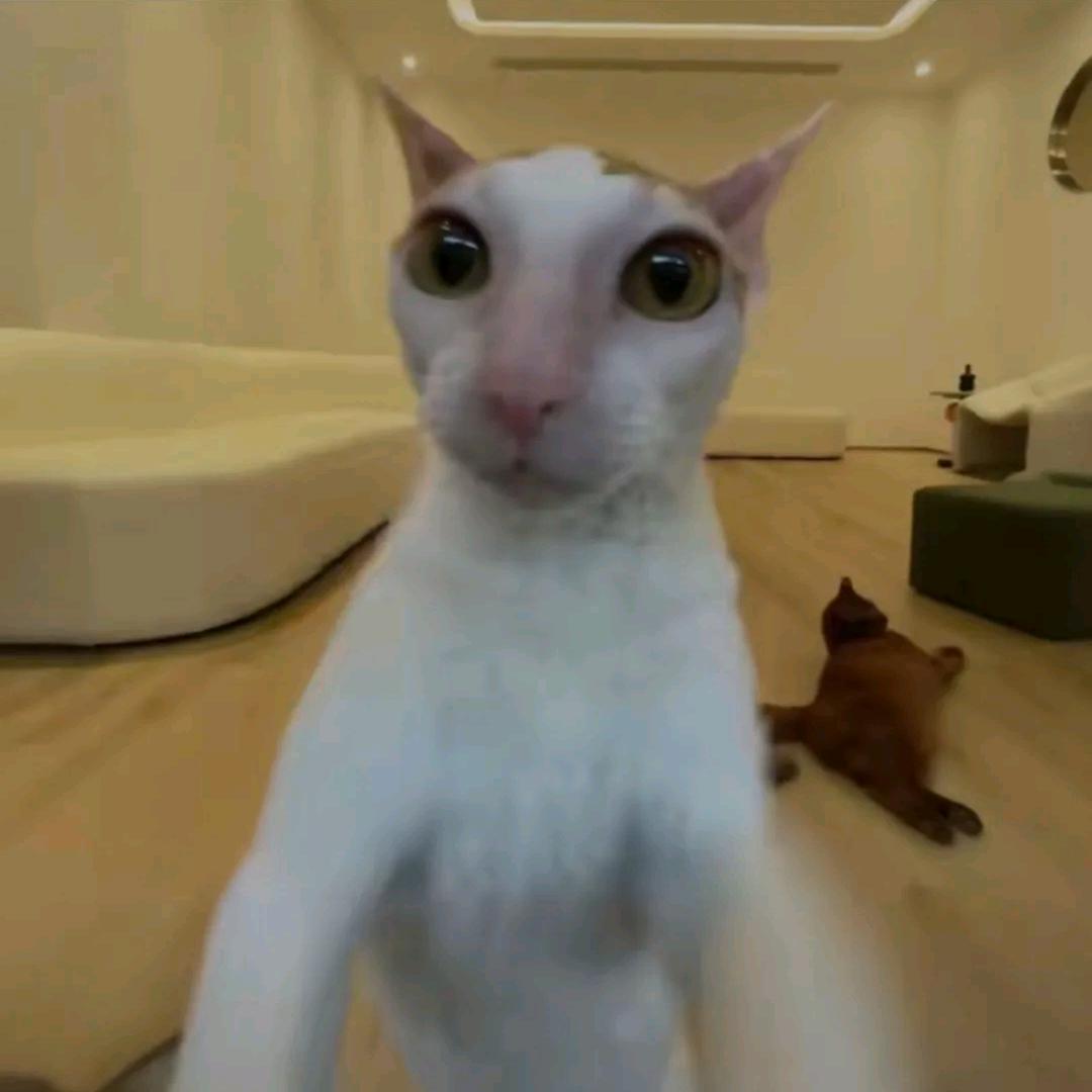给我整口面包呗