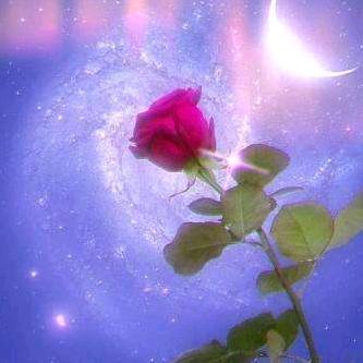 阳光玫瑰🌹