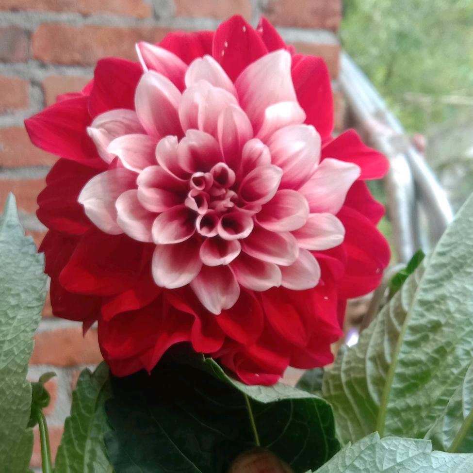 🌸梅花🌸