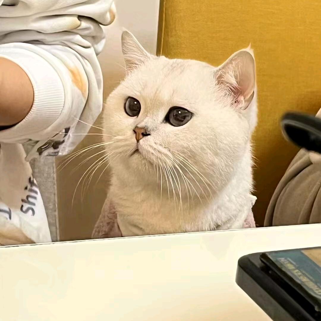 仔仔是只喵