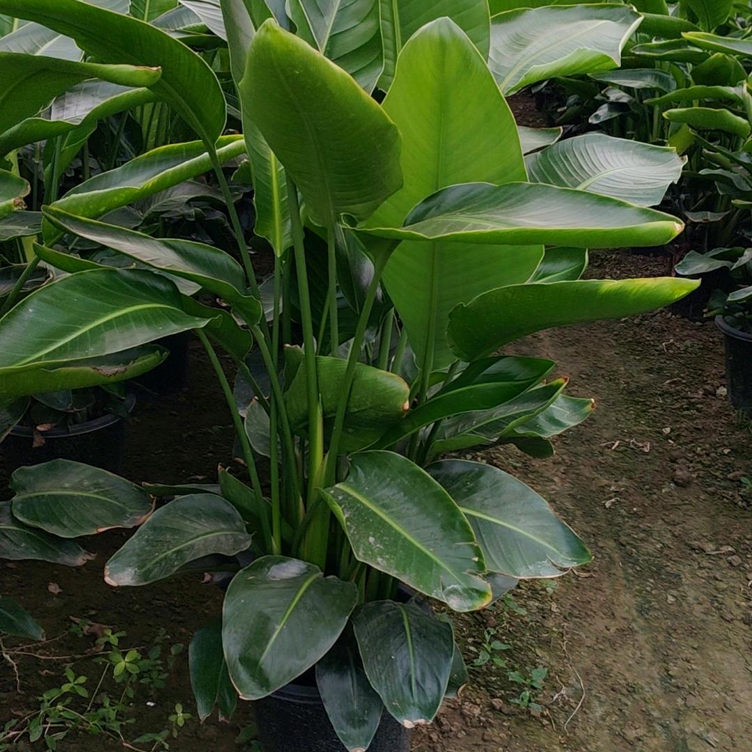 天堂鸟绿植基地，