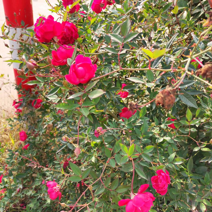 🌹和优良品🌹一片冰心