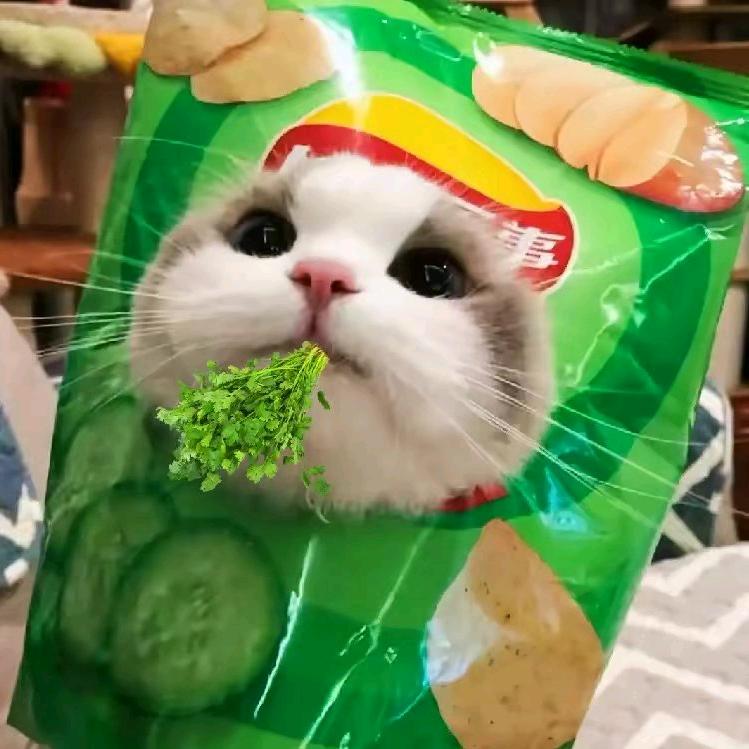香菜小猫
