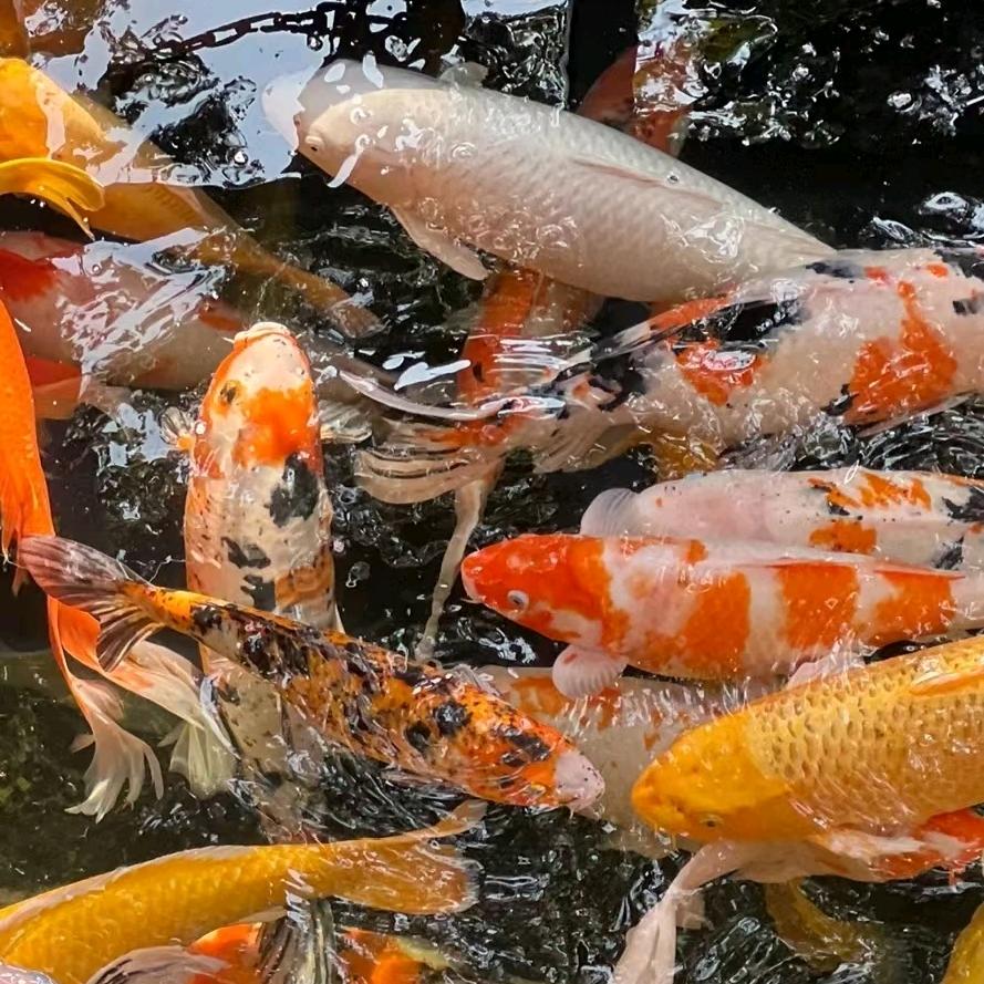 凯越水族