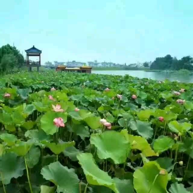 俞显仁