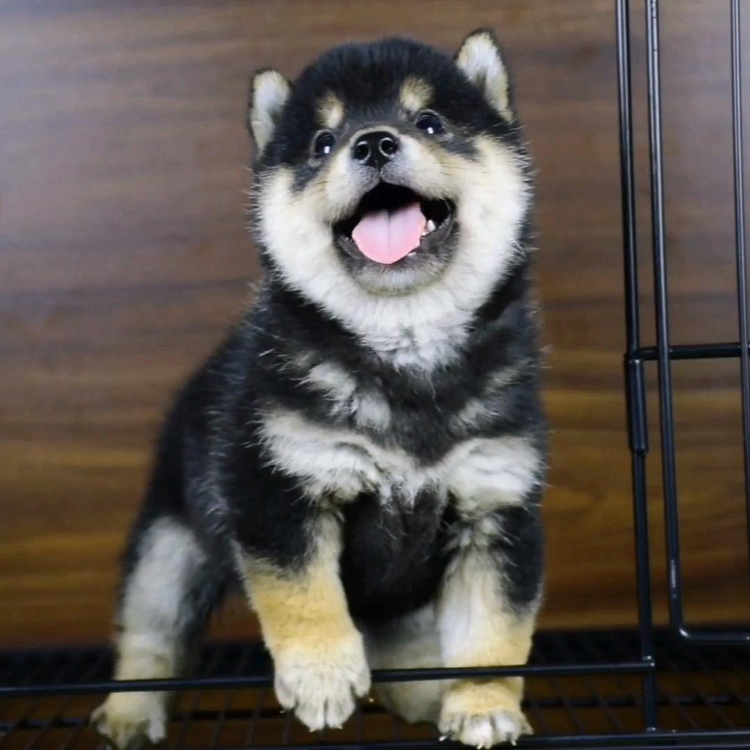 赫儿豆柴犬舍