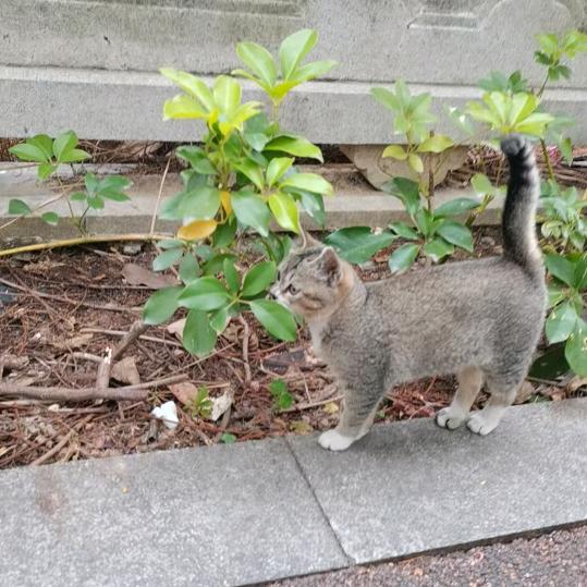 咪豌