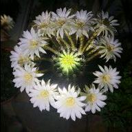 贵在坚持🌸