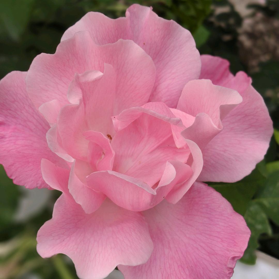 ꧁ღ 王后余生꧂