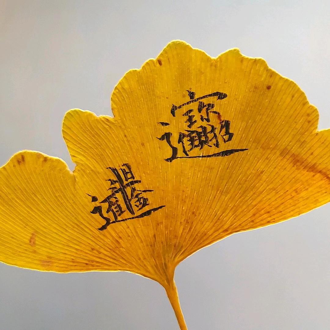 南风手写