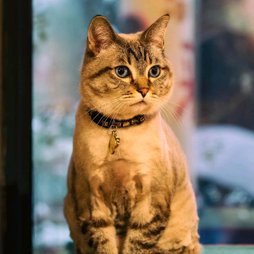 82年的拉菲猫