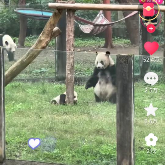 熊熊乐园追✈️