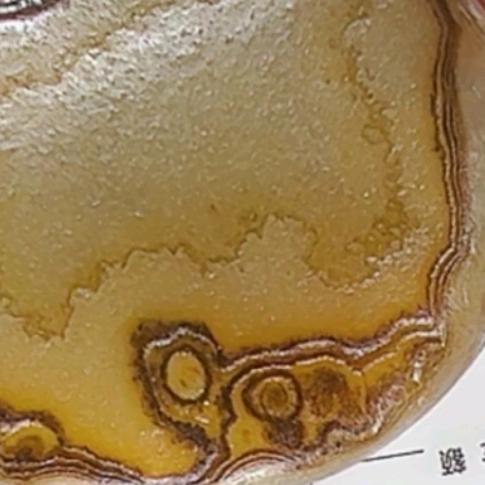 ⊙▽⊙金币辉煌