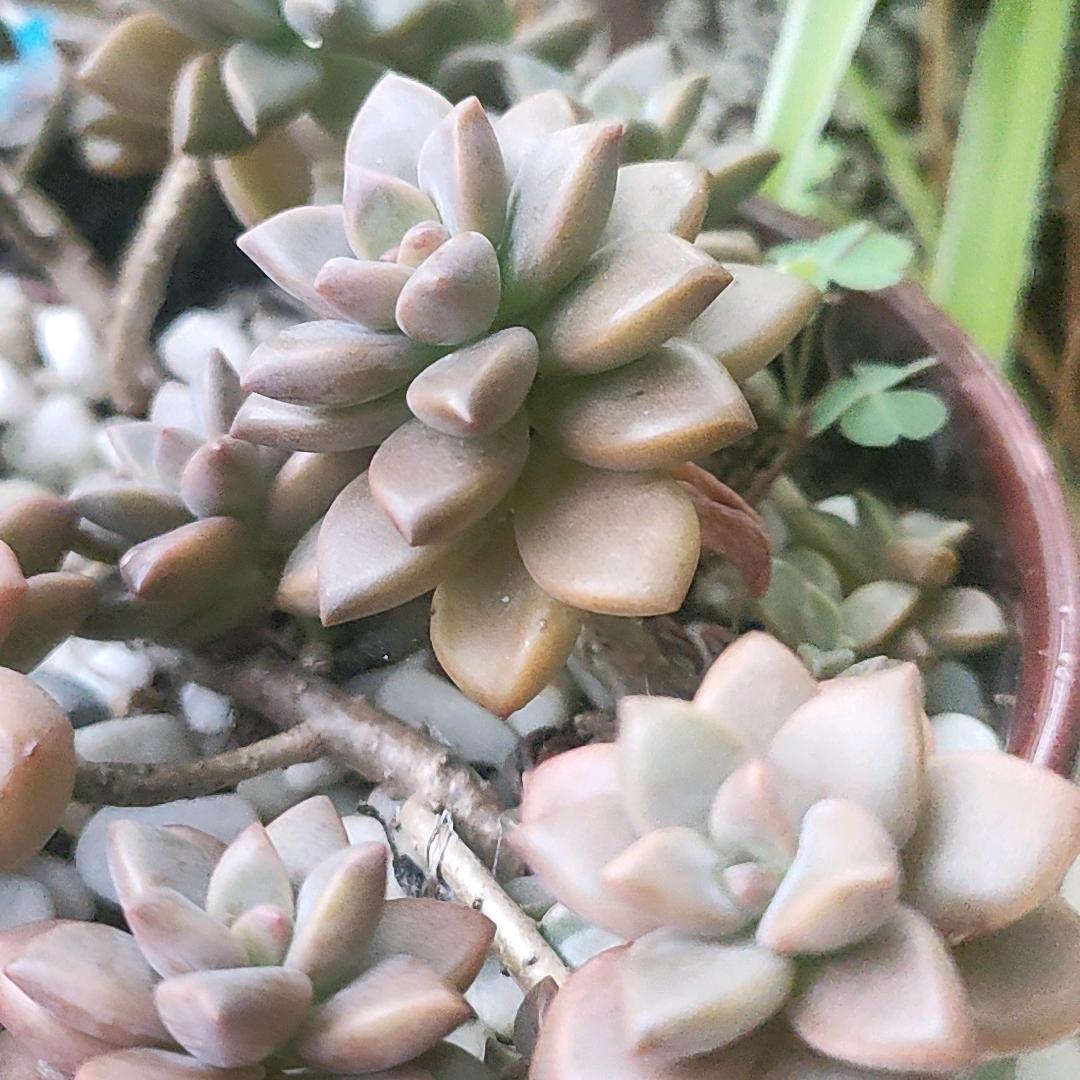 一只小顾